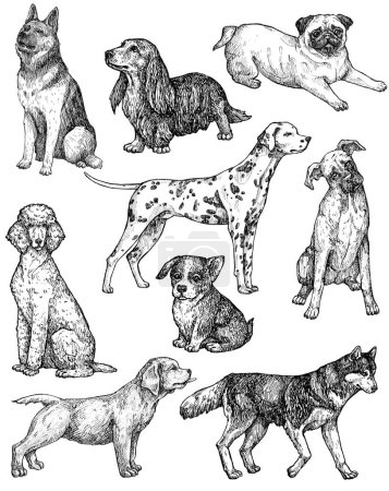 Photo for Set of hand drawn ink dogs sketches. Portraits of labrador, retriever, corgi, poodle, mastiff, husky, shepherd, dachshund, pug, dalmatian. Vintage ink animals illustration. Isolated on white - Royalty Free Image