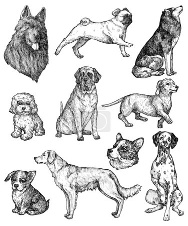 Set of hand drawn ink dogs sketches. Portraits of labrador, retriever, corgi, poodle, mastiff, husky, shepherd, dachshund, pug, dalmatian. Vintage ink animals illustration. Isolated on white
