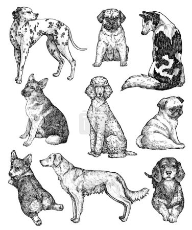 Juego de bocetos para perros de tinta dibujados a mano. Retratos de labrador, retriever, corgi, caniche, mastín, husky, pastor, salchicha, pug, dálmata. Ilustración de animales de tinta vintage. Aislado sobre blanco