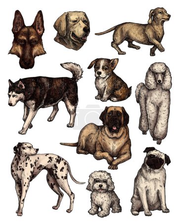 Conjunto de bosquejos para perros de tinta dibujada a mano de colores. Retratos de labrador, retriever, corgi, caniche, mastín, husky, pastor, salchicha, pug, dálmata. Ilustración de animales de tinta vintage. Aislado sobre blanco