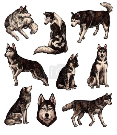 Foto de Conjunto de bocetos dibujados a mano para perros de tinta de colores. Husky, un poderoso perro de una raza con una gruesa capa doble que es típicamente gris, utilizado en el Ártico para tirar de trineos. Animales de tinta vintage. Aislado - Imagen libre de derechos