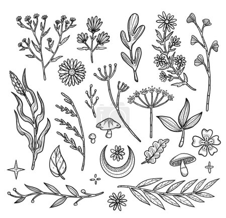 Photo for Set of decorative flower illustrations. Boho and vintage collection. Line-art. Hand-drawn plants. Isolated elements on white background. Goblincore - Royalty Free Image