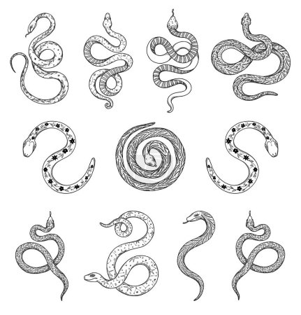 Set of snakes illustrations. Boho and vintage collection. Black and white elements. Line-art. Wiccan and pagan art. Decorative nature. Isolated on white