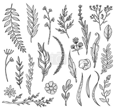 Photo for Set of decorative flower illustrations. Boho and vintage collection. Black and white set. Hand-drawn plants. Isolated elements on white background. Goblincore - Royalty Free Image
