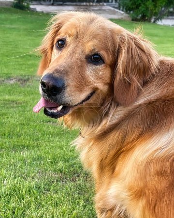 Golden Retriever Dog Looking to the Camera Tongue out