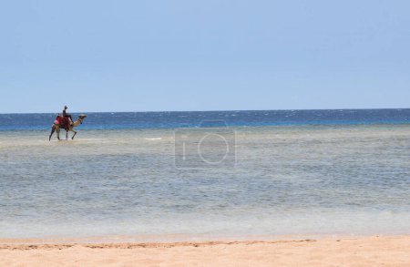 Téléchargez les photos : Chameau Bedwian Mer Plage ciel bleu - en image libre de droit