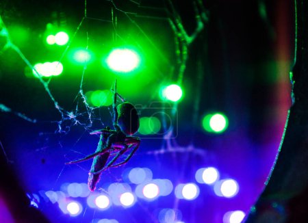 Araña de jardín europea con presa en su tela contra un fondo de linternas bokeh de colores