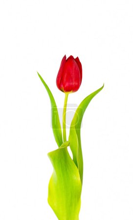 Photo for One red tulip with green stem and green leaves on white background isolate - Royalty Free Image