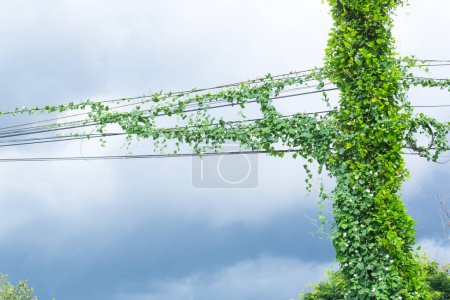 Photo for Green creeper plants messy communication cable and electric power line pole with creeper plants problem of not maintained,a weeds covered cabling manage in Thailand - Royalty Free Image