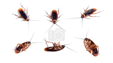 Foto de Cucaracha de frente y espalda sobre fondo blanco aislado. La cucaracha es una plaga, un bicho sucio y asqueroso.. - Imagen libre de derechos