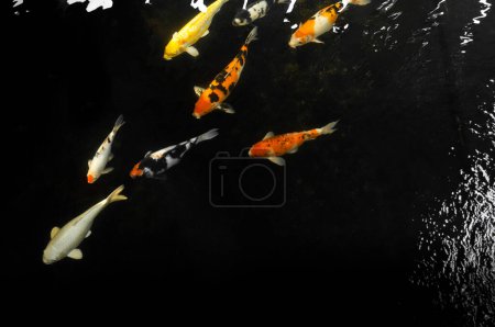 Foto de Koi nadando en un jardín acuático, peces koi coloridos, Detalle de coloridos peces carpa japoneses nadando en el estanque - Imagen libre de derechos