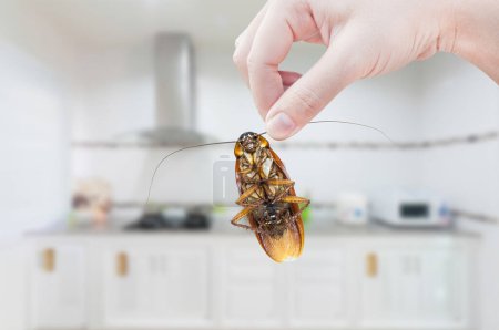 Frauenhand hält Kakerlake auf Küchenhintergrund, eliminiert Kakerlake in der Küche