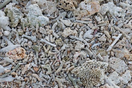 Abgestorbene Korallenfragmente liegen am Strand, Korallenriffe am Strand, Strand Oberfläche Hintergrund, Strand Textur, Felsstrand