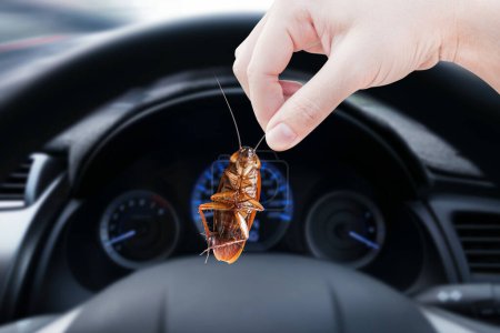 Photo for Hand holding cockroach in a car background, eliminate cockroach in car, Cockroaches as carriers of disease - Royalty Free Image