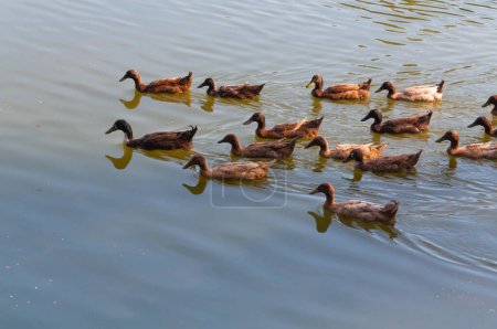 Lac avec et canards dans l'eau, Nord de la Thaïlande
