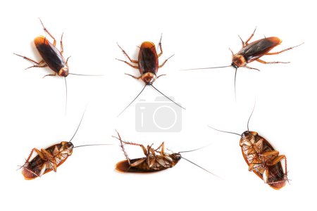 Many cockroach on isolated white background,Dead cockroachs on white
