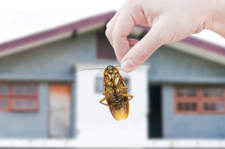 Photo for Woman's Hand holding cockroach on house background, eliminate cockroach in house - Royalty Free Image