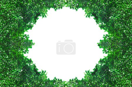 Téléchargez les photos : Cadre à partir de feuilles vertes isolées sur fond blanc avec espace pour le texte, pour l'arrière-plan - en image libre de droit