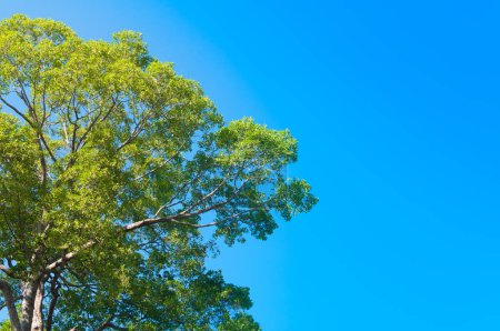 Téléchargez les photos : Grand arbre vert avec ciel bleu - en image libre de droit