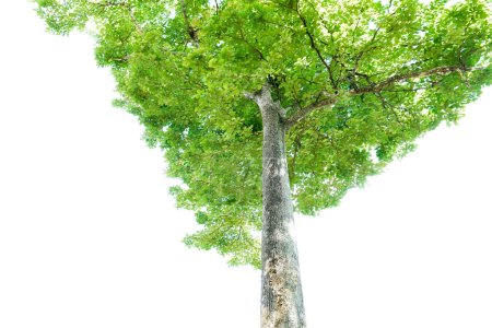 Téléchargez les photos : Feuilles vertes et grand arbre isolé sur fond blanc - en image libre de droit