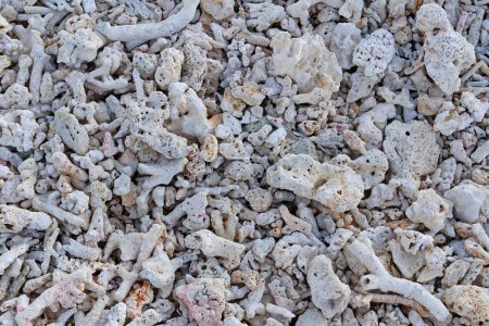 Dead coral fragments lying on a beach, coral reefs on the beach, Beach surface background, Beach texture, Rocky beach