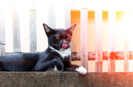 Photo for Black cat sit and lick its nose on fence ,Animal portrait Black kitten - Royalty Free Image