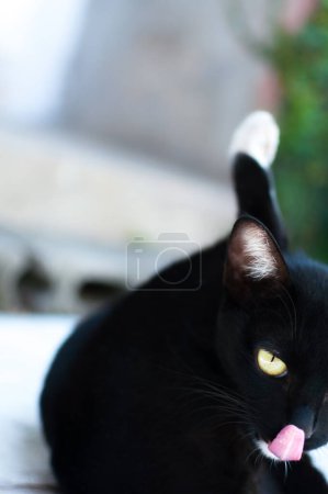 Photo for Black cute cat sit and lick its nose on fence ,Animal portrait Black kitten,playful cat relaxing vacation - Royalty Free Image