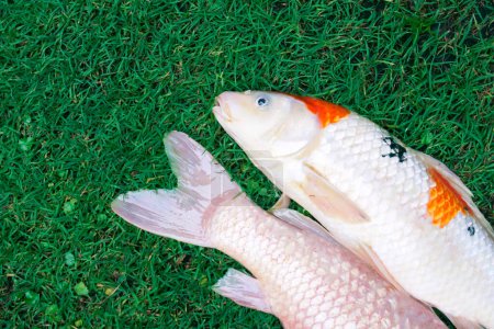 Photo for Dead fancy carp fishs or Koi carp fishs diseases infected on the green grass - Royalty Free Image