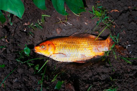 Photo for Dead fancy carp fishs or Koi carp fishs diseases infected on the pit soil - Royalty Free Image