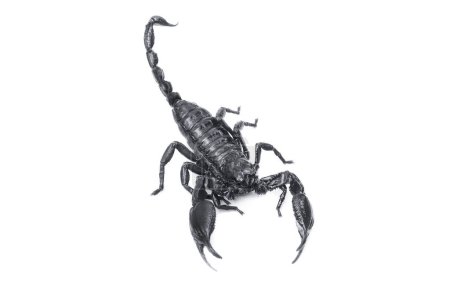 Photo for Emperor Scorpion,(Pandinus imperator) isolated on white background. Insect.poisonous sting at the end of its jointed tail, which it can hold curved over the back.Most kinds live in tropical and subtropical areas. - Royalty Free Image