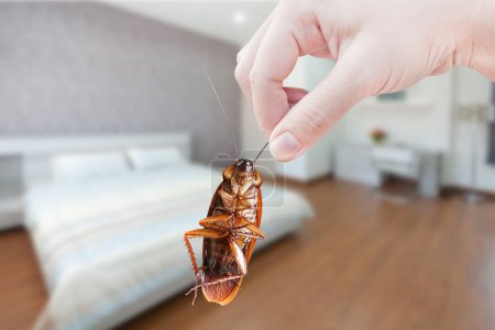 Photo for Hand holding cockroach on room in house background, eliminate cockroach in room house,Cockroaches as carriers of disease - Royalty Free Image
