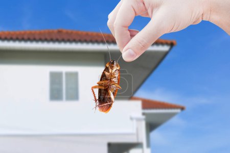Hand hält Kakerlake mit einem Haus Hintergrund, eliminieren Kakerlaken im Haus, Kakerlaken als Überträger von Krankheiten