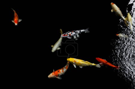 Foto de Koi nadando en un jardín acuático, peces koi coloridos, Detalle de coloridos peces carpa japoneses nadando en el estanque - Imagen libre de derechos