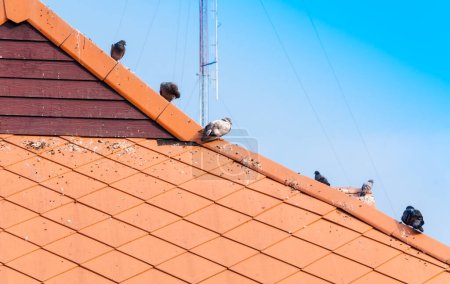 Photo for Pigeon walking on dirty roof - Royalty Free Image