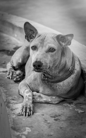 Photo for Thai stray dog are captured,Lonely homeless dog,Black and White - Royalty Free Image