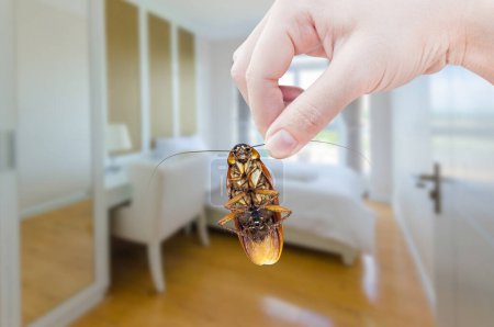 Frauenhand hält Kakerlake auf Schlafzimmerhintergrund, eliminiert Kakerlake im Schlafzimmer