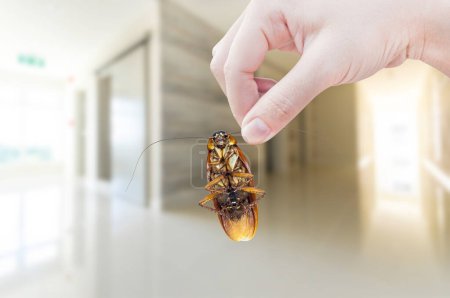 Mano de mujer sosteniendo la cucaracha en la habitación en el fondo de la casa, eliminar la cucaracha en la casa habitación