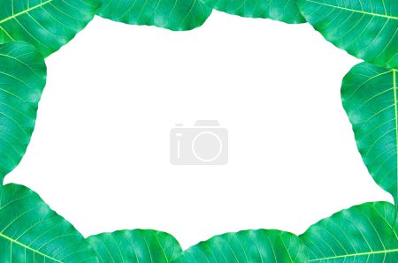 Photo for Frame Green Bo leaves, leaves that are important in Buddhism isolate on white, for background,frame green leaves - Royalty Free Image