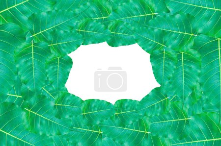 Photo for Frame Green Bo leaves, leaves that are important in Buddhism isolate on white, for background,frame green leaves - Royalty Free Image