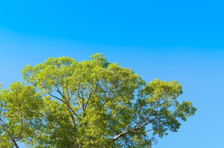 Téléchargez les photos : Grand arbre vert avec ciel bleu - en image libre de droit