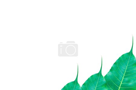 Photo for Green Bo leaves, leaves that are important in Buddhism isolate on white,frame green leaves for background - Royalty Free Image