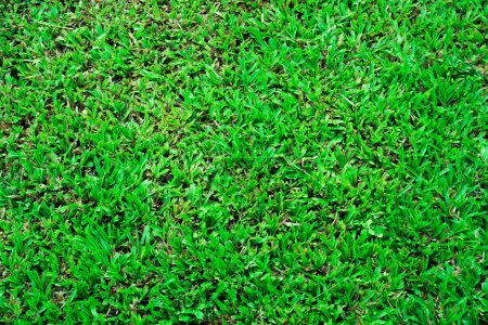 Téléchargez les photos : Vue de dessus abstraite couleur verte de texture de fond d'herbe, pour l'arrière-plan - en image libre de droit