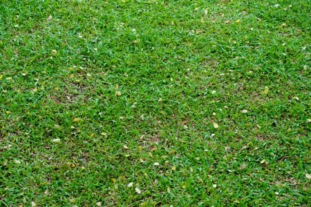 Téléchargez les photos : Vue de dessus abstraite couleur verte de texture de fond d'herbe, pour l'arrière-plan - en image libre de droit