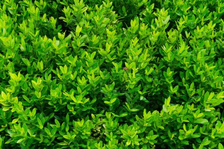 Foto de Planta innumerables hojas frescas y verdes, muchos detalles hojas verdes fondo de la pared, vista superior - Imagen libre de derechos