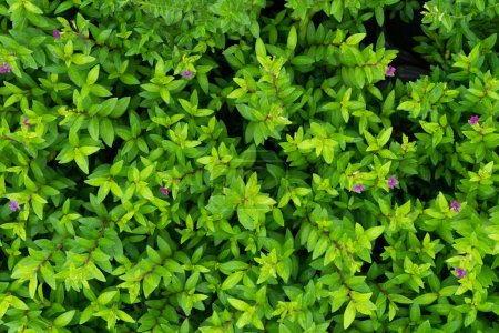 Foto de Planta innumerables hojas frescas y verdes, muchos detalles hojas verdes fondo de la pared, vista superior - Imagen libre de derechos