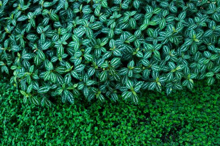 Foto de Planta innumerables hojas frescas y verdes, muchos detalles hojas verdes fondo de la pared - Imagen libre de derechos
