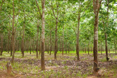 Photo for Row of para rubber plantation in South of Thailand,rubber trees - Royalty Free Image