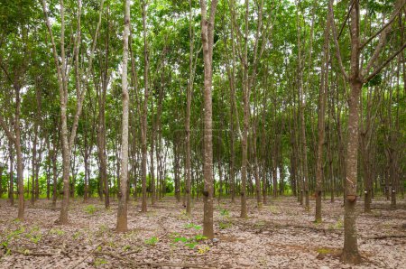 Téléchargez les photos : Rangée de plantation de caoutchouc para dans le sud de la Thaïlande, arbres en caoutchouc - en image libre de droit