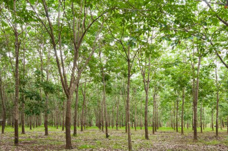 Téléchargez les photos : Rangée de plantation de caoutchouc para dans le sud de la Thaïlande, arbres en caoutchouc - en image libre de droit