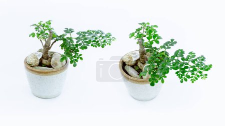 Téléchargez les photos : Petit arbre décoratif, Petit bonsaï dans le pot d'argile fukien théier isolé sur fond blanc - en image libre de droit